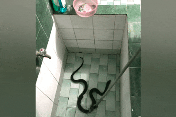 Hoảng hồn phát hiện rắn hổ mang bơi tung tăng trong bể nước nhà tắm