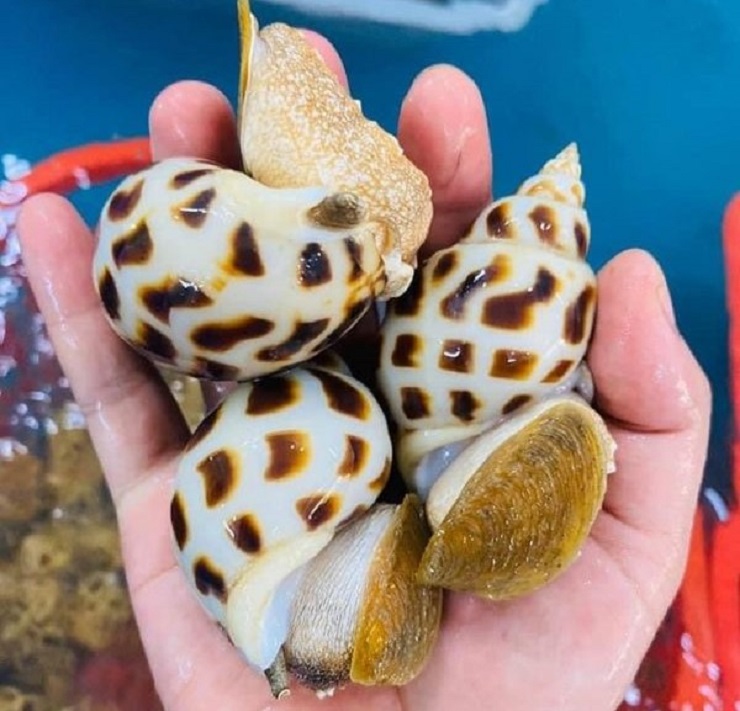 Ốc hương khổng lồ có giá lên tới cả triệu đồng/kg vẫn không có hàng để bán-5