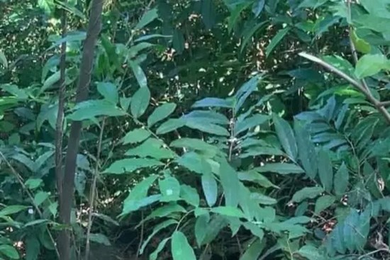 Phát hiện thi thể nam sinh 16 tuổi bị quấn chăn và dây trên núi