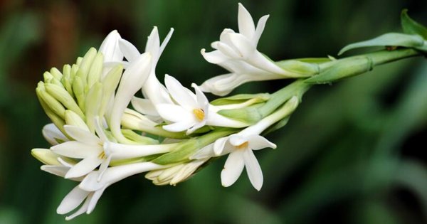 Tháng 7 âm lịch: Đặt 5 loại hoa phú quý lên bàn thờ để hút tài lộc, 2 loại xui xẻo nên tránh xa-2