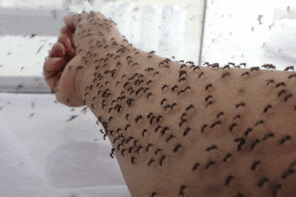 Hãi hùng cảnh đàn muỗi khổng lồ tấn công vào nhà sau cơn mưa-1