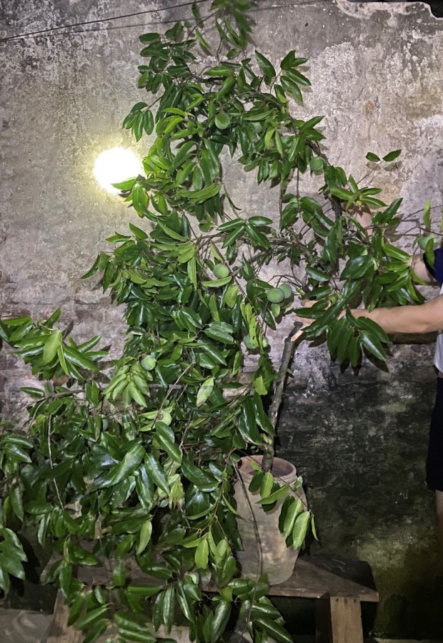 Thứ quả để ngửi không ăn được chị em kháo nhau ring cả cành quả xanh về cắm chơi-4