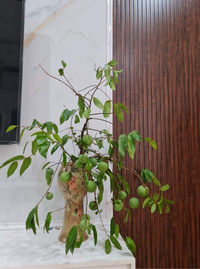 Thứ quả để ngửi không ăn được chị em kháo nhau ring cả cành quả xanh về cắm chơi-5