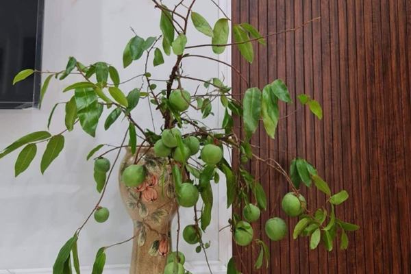 Cành hồng nguyên quả hút khách Hà thành, chị em mua về cắm, vừa ngắm vừa ăn dần-13