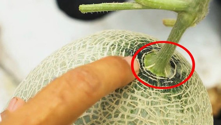 Chỉ gõ vào vỏ khi mua dưa lưới thì chẳng ăn thua, muốn mua quả ngọt ngon phải nhìn vào cuống-1