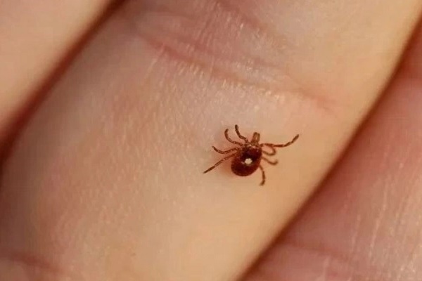 Châu Âu ghi nhận virus gây xuất huyết ở mắt, tỷ lệ tử vong đến 30%-2