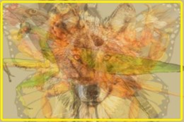 Bài test tính cách chính xác 99,99%: Bạn nhìn thấy con gì đầu tiên trong bức tranh?-1