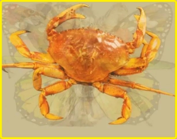 Bài test tính cách chính xác 99,99%: Bạn nhìn thấy con gì đầu tiên trong bức tranh?-4