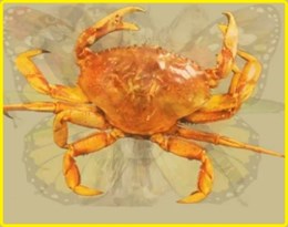 Bài test tính cách chính xác 99,99%: Bạn nhìn thấy con gì đầu tiên trong bức tranh?-4