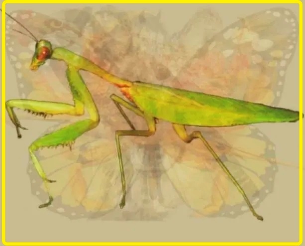 Bài test tính cách chính xác 99,99%: Bạn nhìn thấy con gì đầu tiên trong bức tranh?-5