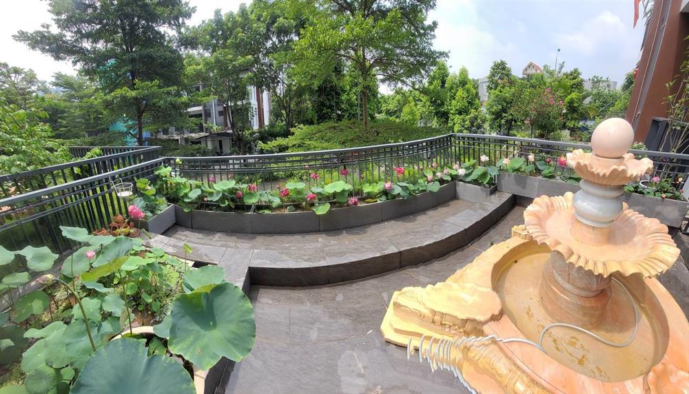 Đầm sen trên ban công đẹp nức lòng với gần 20 loại giống của chủ trang trại hoa nổi tiếng ở Hà Nội-4