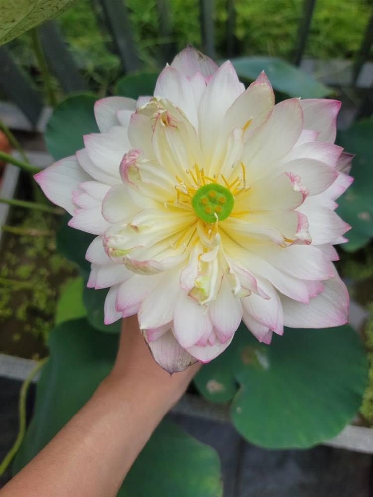 Đầm sen trên ban công đẹp nức lòng với gần 20 loại giống của chủ trang trại hoa nổi tiếng ở Hà Nội-6