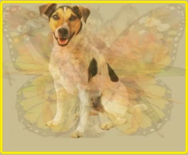 Bài test tính cách chính xác 99,99%: Bạn nhìn thấy con gì đầu tiên trong bức tranh?-7