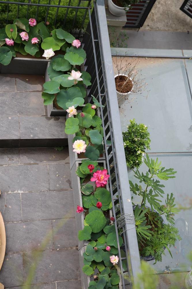 Đầm sen trên ban công đẹp nức lòng với gần 20 loại giống của chủ trang trại hoa nổi tiếng ở Hà Nội-9