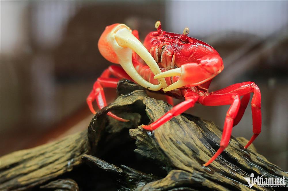 Người nuôi cua kiểng thu hơn trăm triệu đồng/tháng ở Hà Nội-2