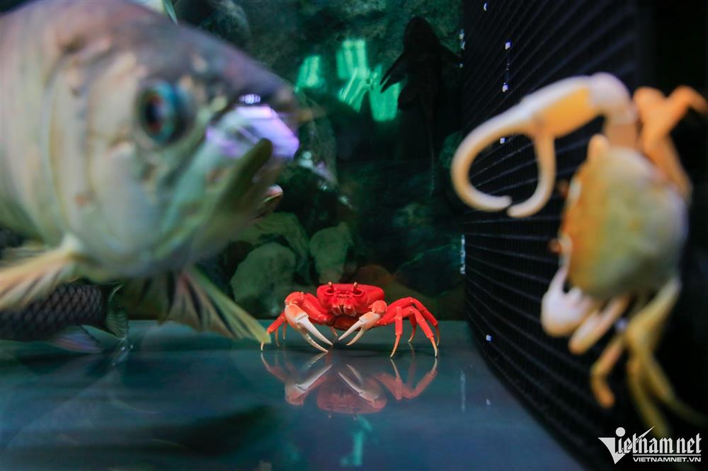 Người nuôi cua kiểng thu hơn trăm triệu đồng/tháng ở Hà Nội-7