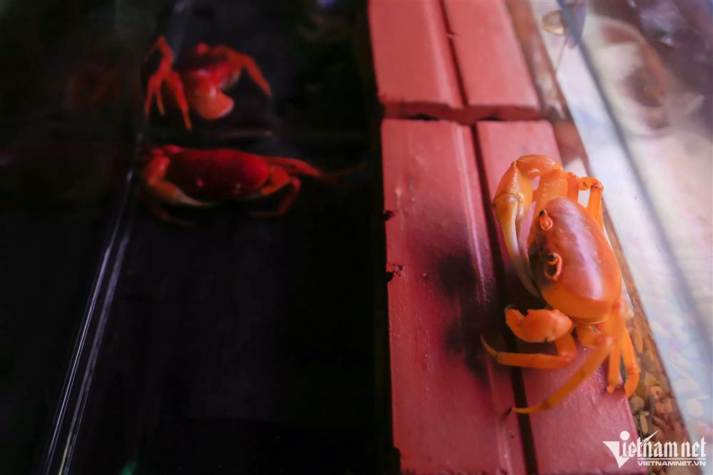 Người nuôi cua kiểng thu hơn trăm triệu đồng/tháng ở Hà Nội-10