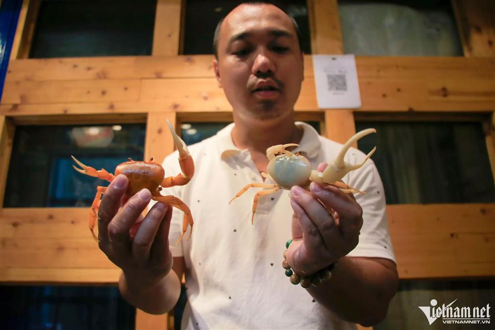 Người nuôi cua kiểng thu hơn trăm triệu đồng/tháng ở Hà Nội-11