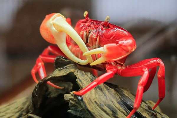 Nuôi cua trong chung cư mini tại Hà Nội, giá hơn 800 nghìn/kg không đủ bán-1