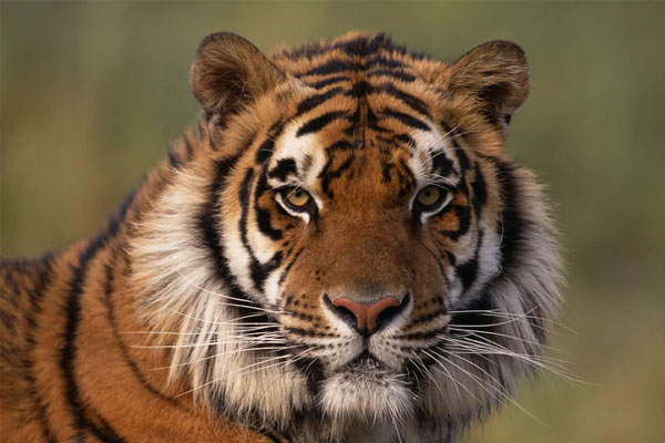 Cuối tháng 7: 3 con giáp vơ hết lộc trời ban, đỏ cả tình lẫn tiền khiến ai cũng phải ghen tỵ-2