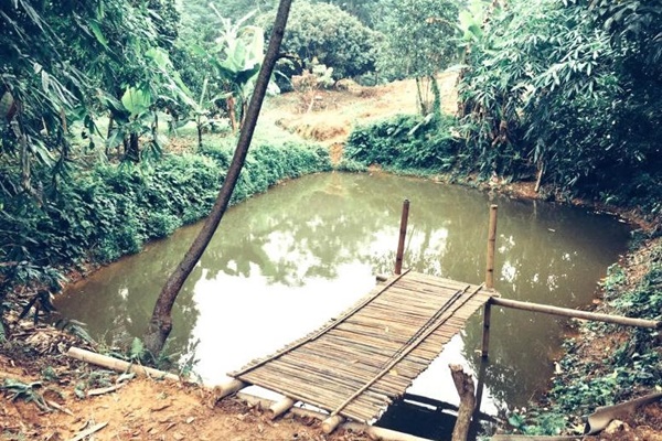 5 cây cảnh vượng tài, vượng lộc bậc nhất, đặt ở bàn làm việc để sớm thăng tiến vù vù-6