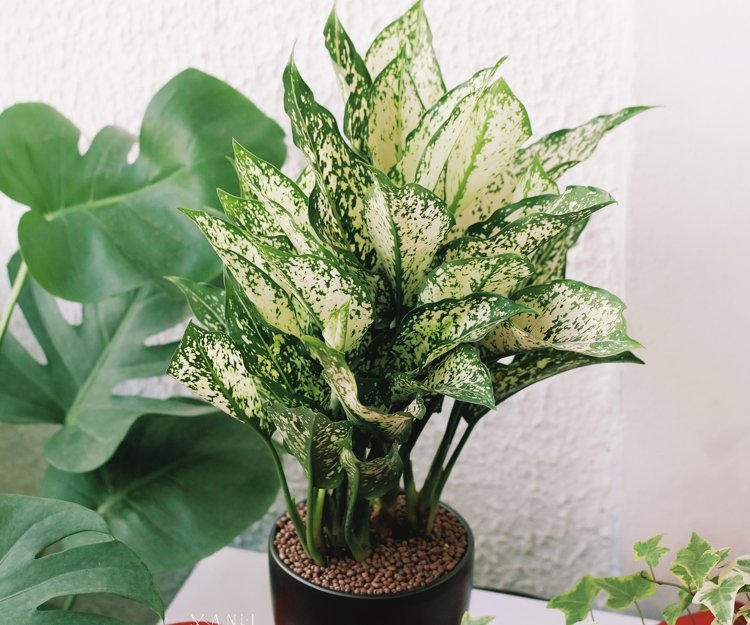 5 cây cảnh vượng tài, vượng lộc bậc nhất, đặt ở bàn làm việc để sớm thăng tiến vù vù-1