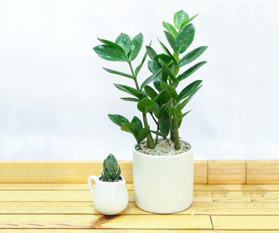 5 cây cảnh vượng tài, vượng lộc bậc nhất, đặt ở bàn làm việc để sớm thăng tiến vù vù-4