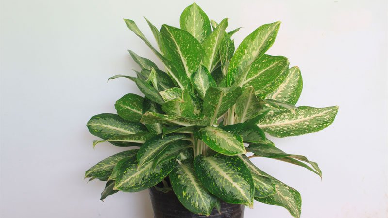 5 cây cảnh vượng tài, vượng lộc bậc nhất, đặt ở bàn làm việc để sớm thăng tiến vù vù-5