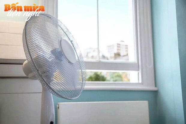 Nên dùng quạt cây hay quạt trần cho mùa hè? Một chi tiết sẽ quyết định lựa chọn đúng-2