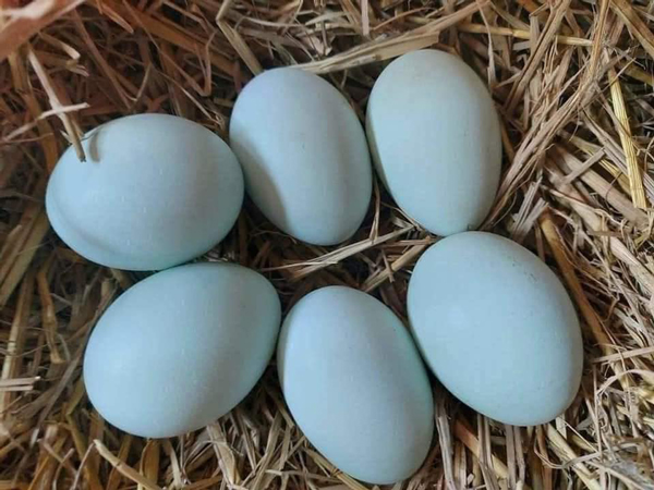 Loại trứng gà có màu lạ, giá lại rẻ, dân buôn bán cả nghìn quả mỗi ngày-2
