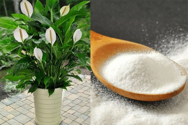 7 cây phong thủy có tác dụng đuổi muỗi cực tốt: Trồng trong nhà vừa hút tiền lại khỏe mạnh-5