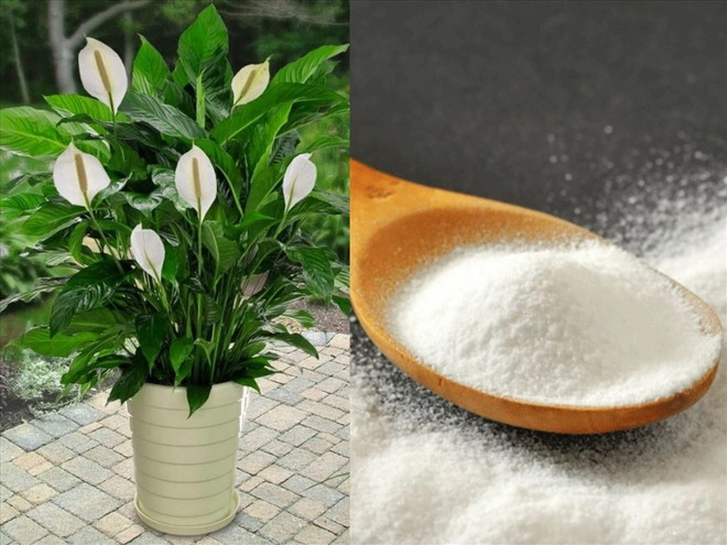 Mẹo loại bỏ nấm mốc trắng ra khỏi chậu cây cảnh-1