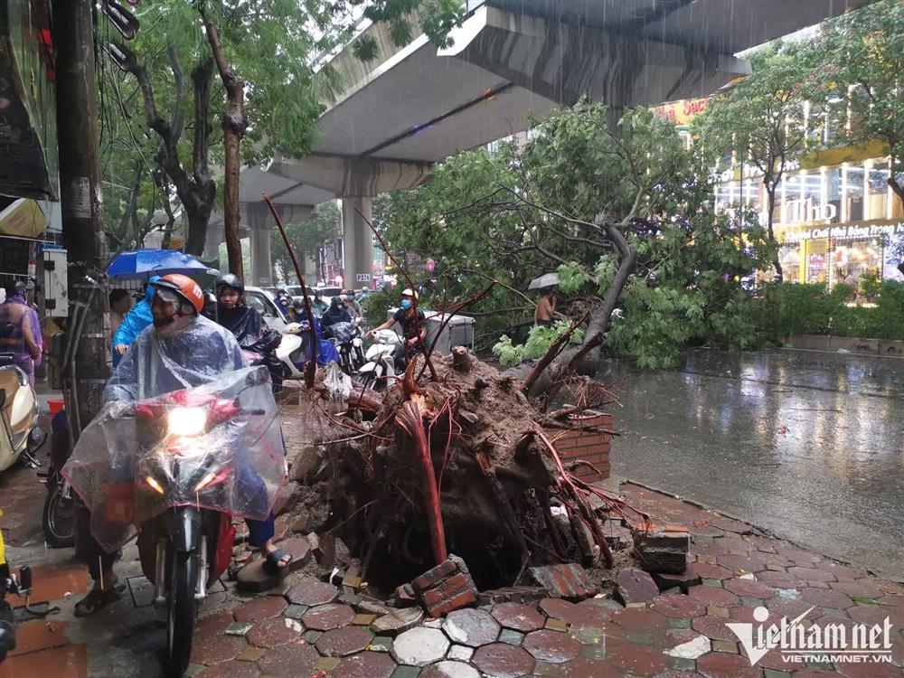 Cây xanh đổ đè thanh niên đi xe máy trong cơn mưa ở Hà Nội-1