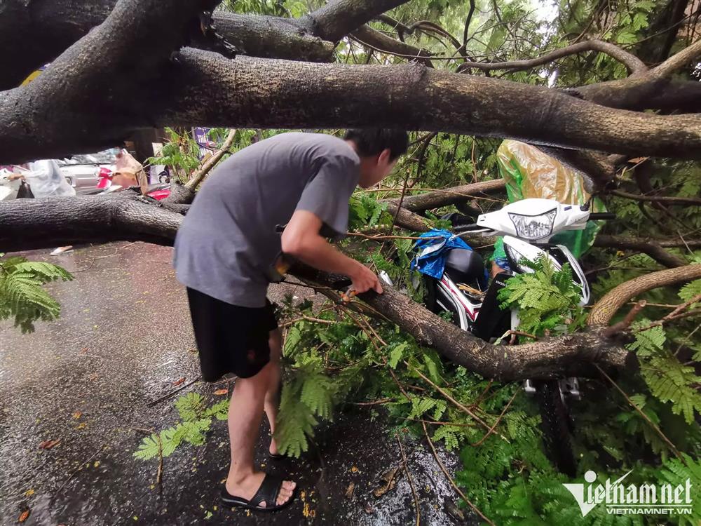 Cây xanh đổ đè thanh niên đi xe máy trong cơn mưa ở Hà Nội-2