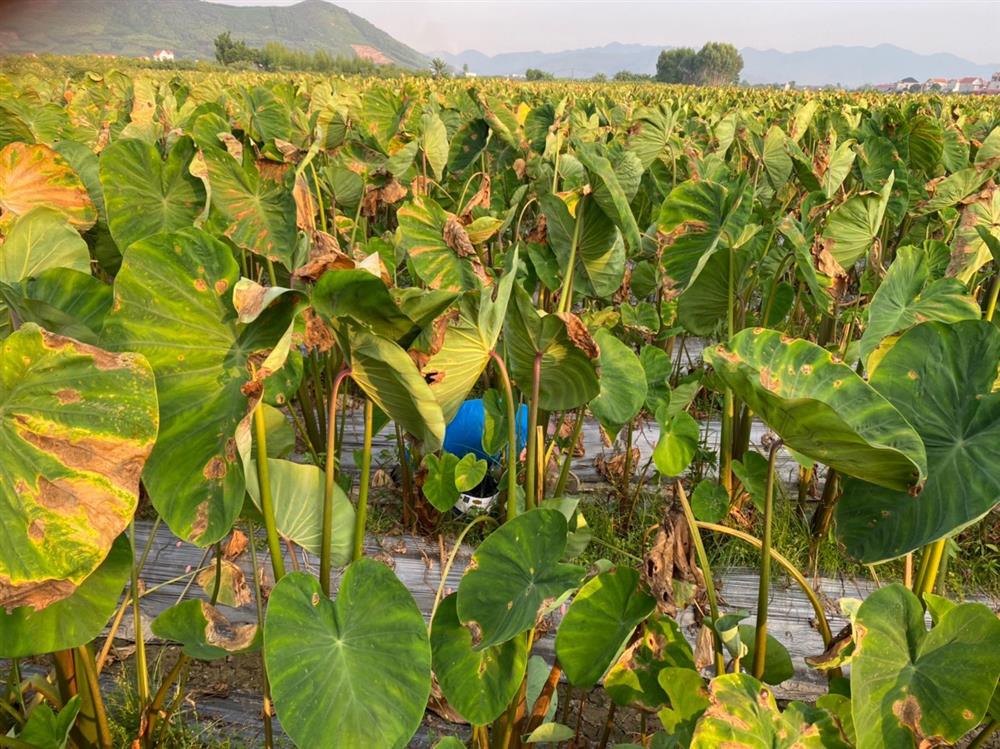 Rùng mình phát hiện thi thể đang phân hủy trong ruộng khoai-1