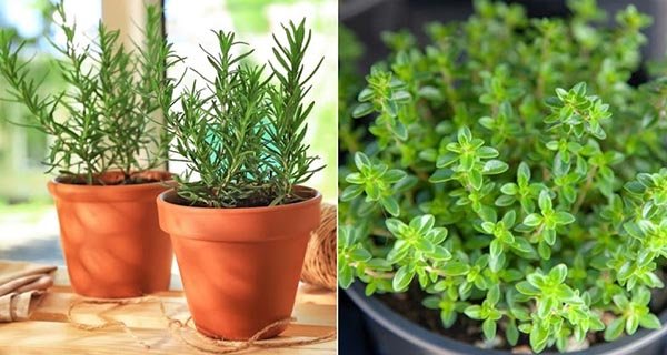 7 cây phong thủy có tác dụng đuổi muỗi cực tốt: Trồng trong nhà vừa hút tiền lại khỏe mạnh-2