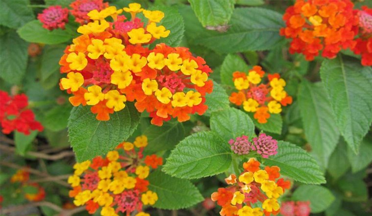 7 cây phong thủy có tác dụng đuổi muỗi cực tốt: Trồng trong nhà vừa hút tiền lại khỏe mạnh-3