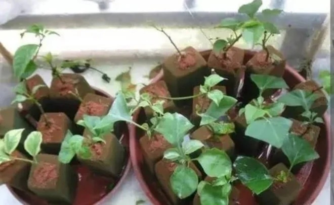 Giâm hoa từ cành cứ áp dụng 3 mẹo này, vừa đơn giản lại cho tỉ lệ sống cao-1