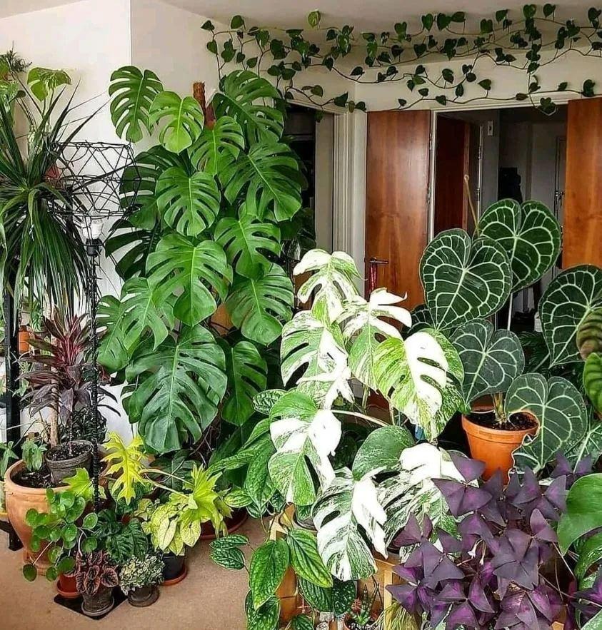 3 cây cảnh dưỡng người, càng trồng lâu trong nhà càng may mắn, phúc khí dài lâu-1