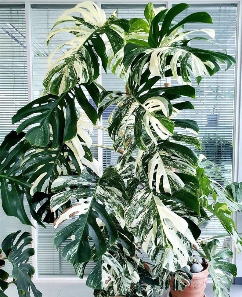 3 cây cảnh dưỡng người, càng trồng lâu trong nhà càng may mắn, phúc khí dài lâu-2