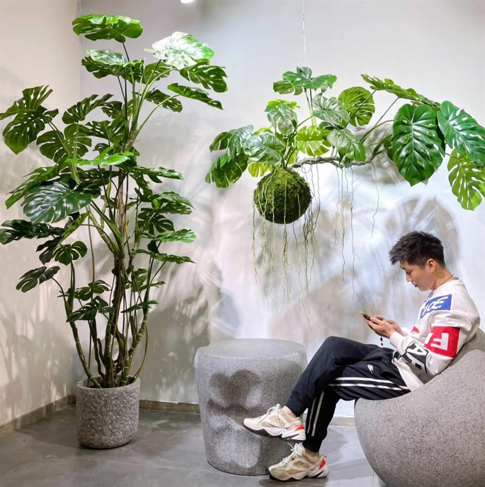3 cây cảnh dưỡng người, càng trồng lâu trong nhà càng may mắn, phúc khí dài lâu-3