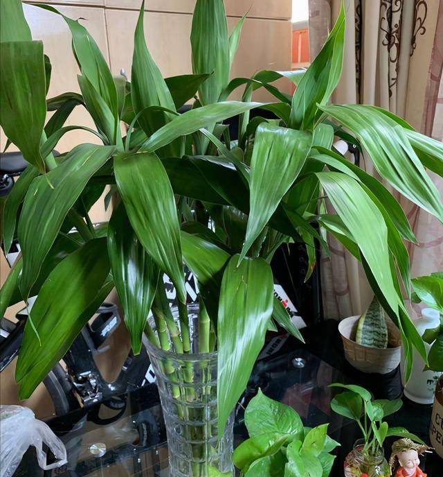 3 cây cảnh dưỡng người, càng trồng lâu trong nhà càng may mắn, phúc khí dài lâu-4