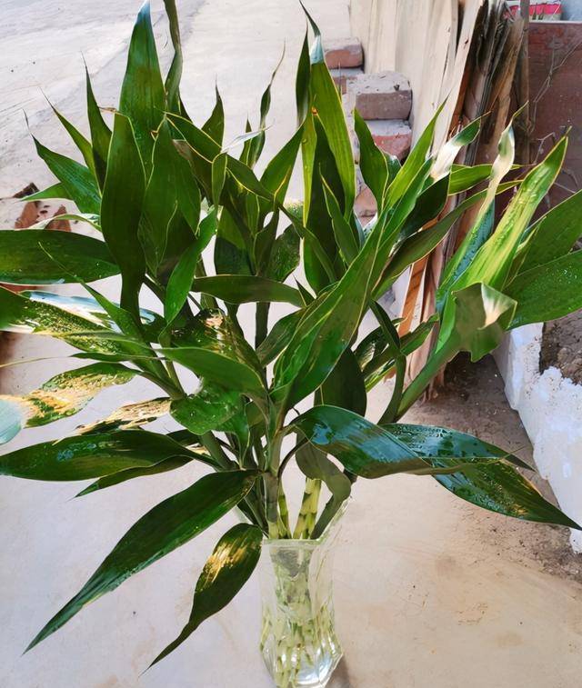 3 cây cảnh dưỡng người, càng trồng lâu trong nhà càng may mắn, phúc khí dài lâu-5