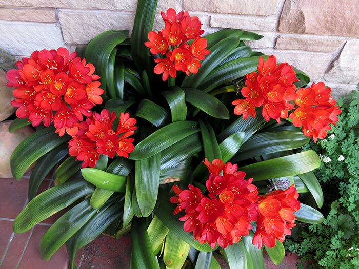 3 cây cảnh dưỡng người, càng trồng lâu trong nhà càng may mắn, phúc khí dài lâu-6