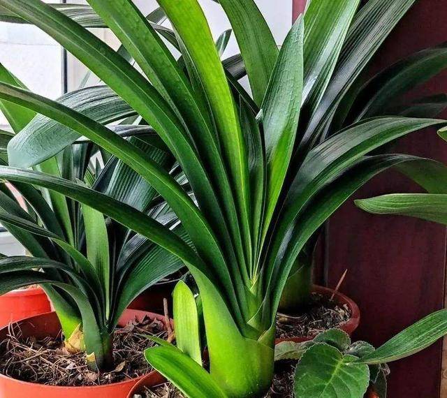 3 cây cảnh dưỡng người, càng trồng lâu trong nhà càng may mắn, phúc khí dài lâu-7