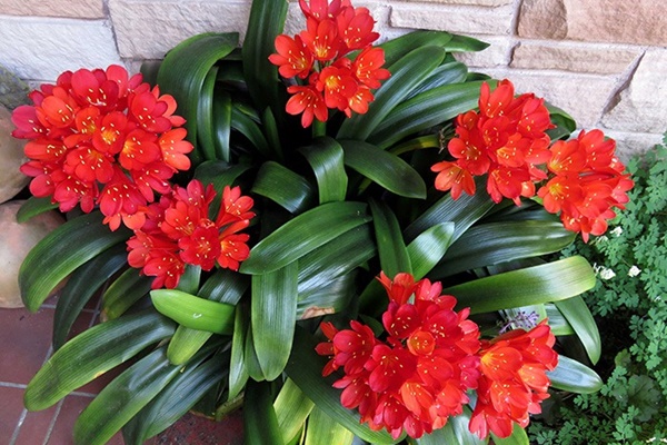 5 cây phong thủy chục năm chẳng thấy nở hoa, nhưng đã nở là thần Tài đến, quý nhân về-3