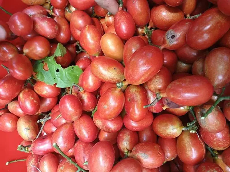 Thứ quả lạ màu đỏ như máu, chị em nhanh tay mua tẩm bổ-2