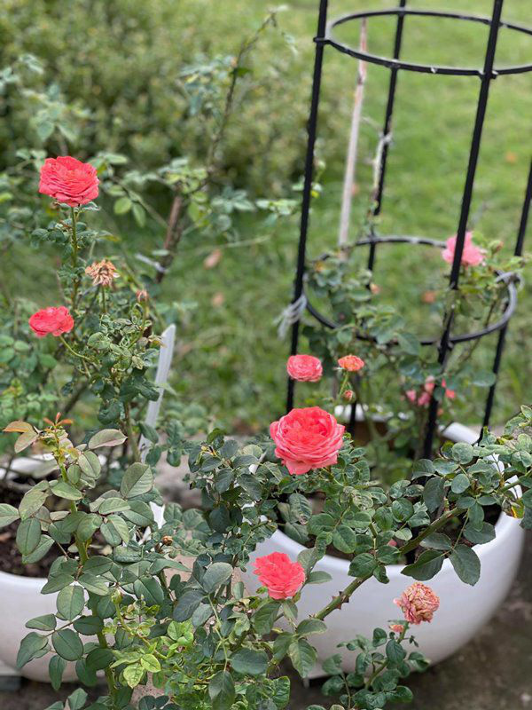 Góc bí mật bên trong căn biệt thự xanh mướt của Ốc Thanh Vân-11