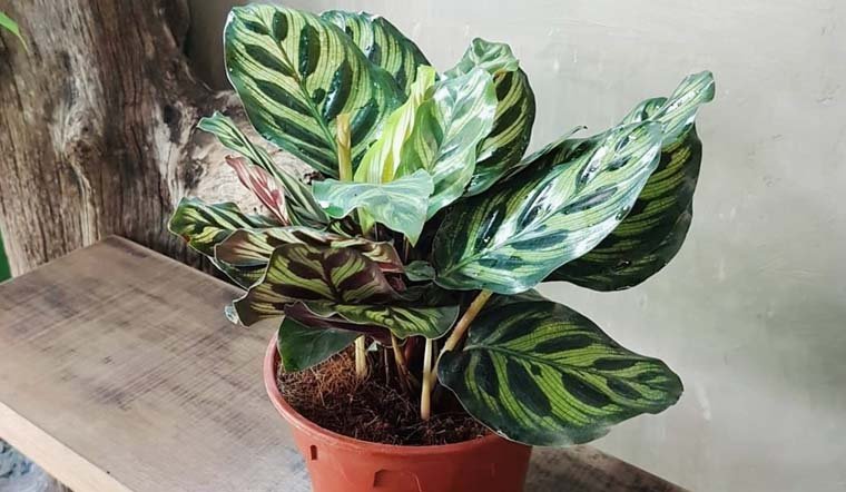 5 loại cây phong thủy đuổi vận đen: Tháng cô hồn nên đặt 1 chậu trong nhà-4