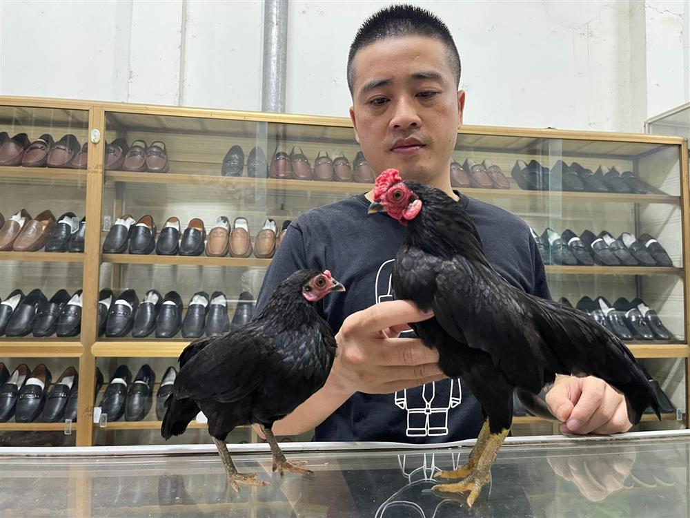 Độc lạ gà tí hon quý tộc giá cả trăm triệu đồng ở Hà Nội-3
